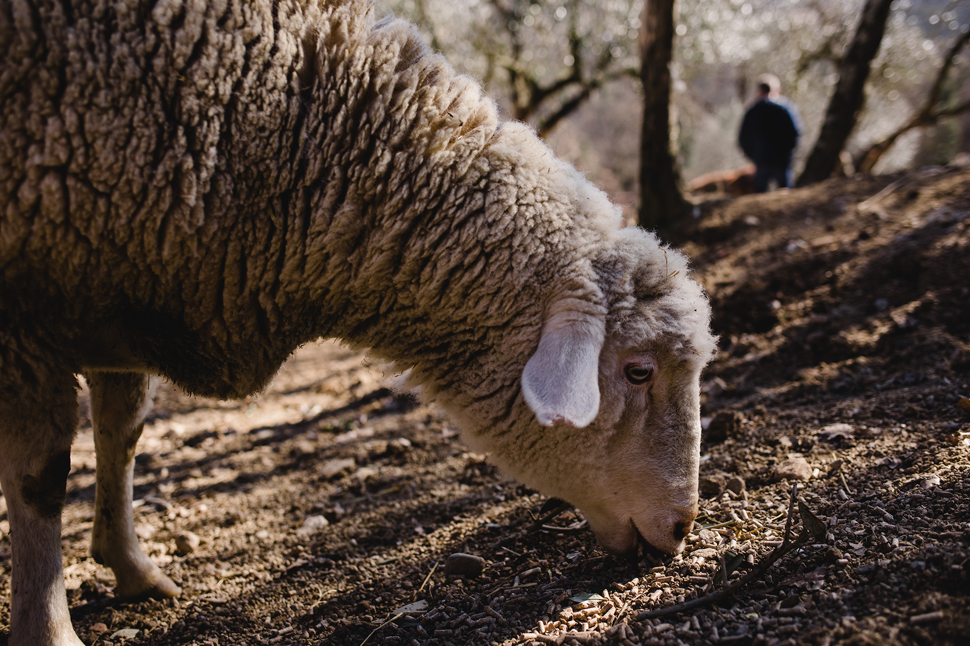 sheep_laura_pasqui_toscana